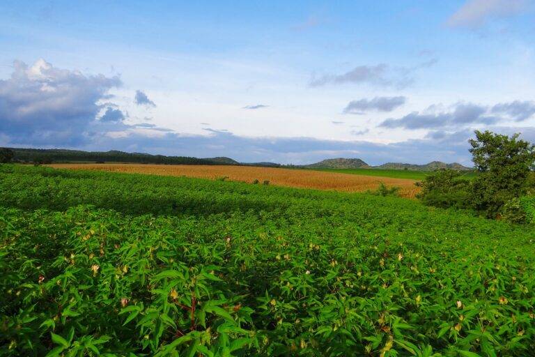 Examining Voter Registration Requirements